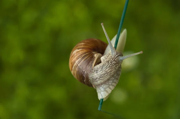 Stark snigel — Stockfoto