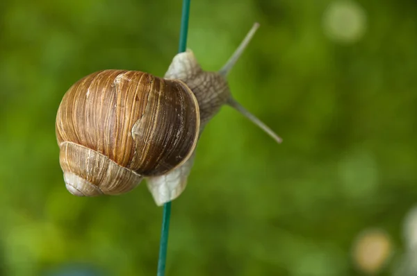 Lumaca forte — Foto Stock