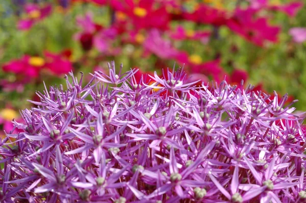 Cebolla ornamental azul — Foto de Stock