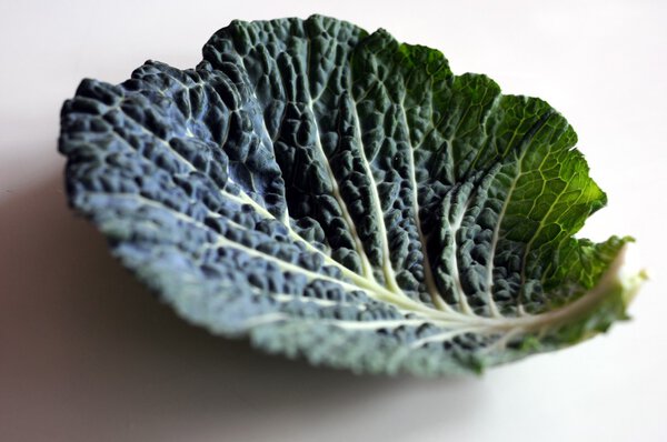 savoy cabbage leaf