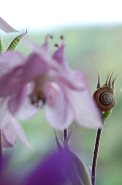 bulanık çiçekleri ve salyangoz