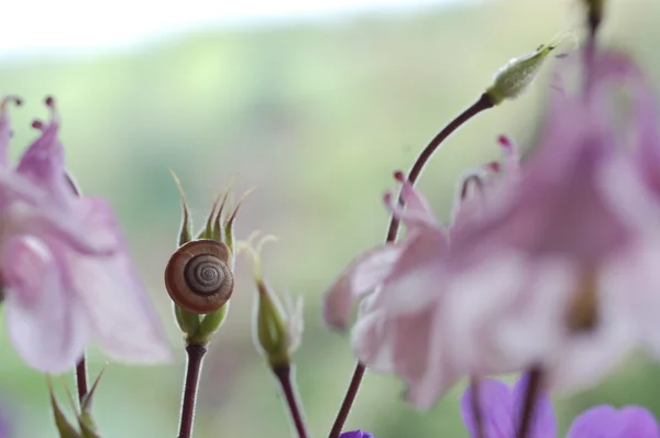 Έξυπνη σαλιγκάρι σε λουλούδι — Φωτογραφία Αρχείου