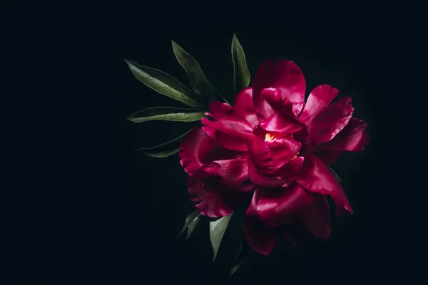 Beautiful magenta peony on black. Minimal moody Floral background, copy space.