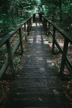 Tahta patika, ormandaki çalıların ve bataklıkların arasından geçiyor.