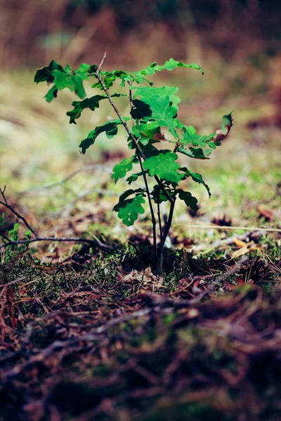 Close up of little oak tree sapling growing on forrest floor