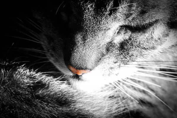 Kahverengi tekir kedinin kafası uyurken yakın plan, seçilmiş renkte tek renkli görüntü.