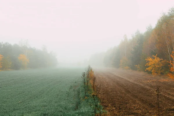 Зеленое Поле Деревья Покрытые Утренним Туманом Осенью — стоковое фото