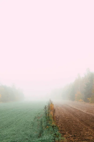 Green Field Trees Enfolded Morning Fog Autumn — Stock Photo, Image