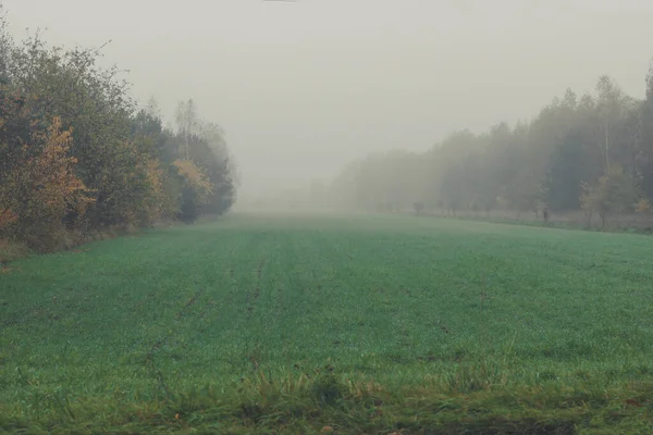 Zielone Pole Drzewa Otoczone Poranną Mgłą Jesienią — Zdjęcie stockowe