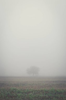 Tarlada yapayalnız tek bir ağaç sonbaharda sabah sisinde kaplandı.