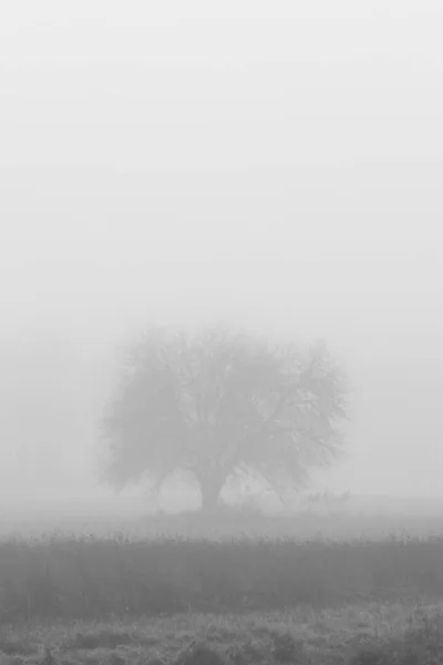 Lonely Single Tree Field Enfolded Morning Fog Autumn — Stock Photo, Image