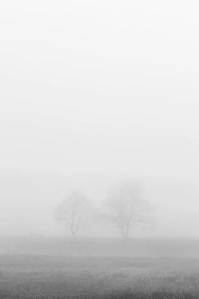 Two Trees Field Enfolded Morning Fog Autumn — Stock Photo, Image