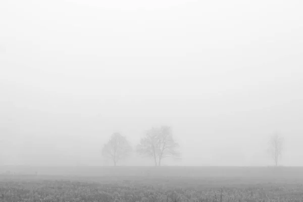 Duas Árvores Campo Envolvidas Nevoeiro Manhã Outono — Fotografia de Stock