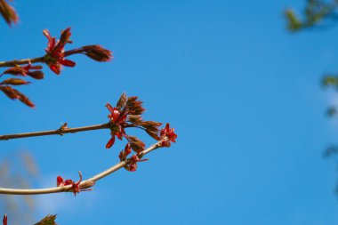 Nisanda mavi gökyüzüne karşı büyüyen çok genç kırmızı ağaç yaprakları.