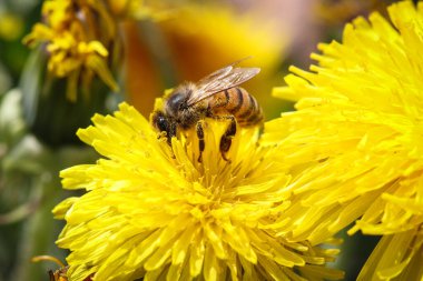 Arı, sarı karahindiba çiçeğinin üzerinde nektar ve polen topluyor.