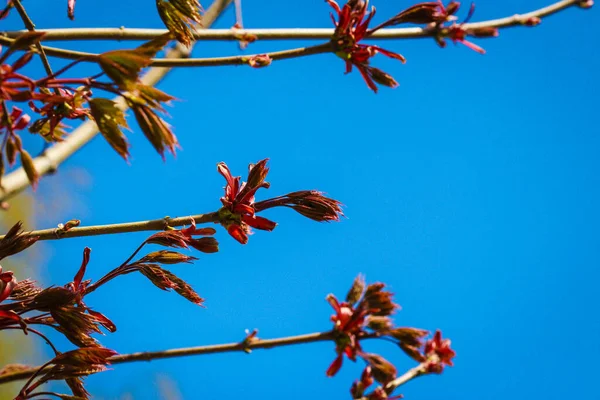 Velmi Mladé Červené Listy Stromu Rostou Dubnu Proti Modré Obloze — Stock fotografie