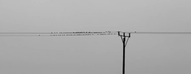 Flock of small birds Great Tits rests on wire of power line, black and white panorama