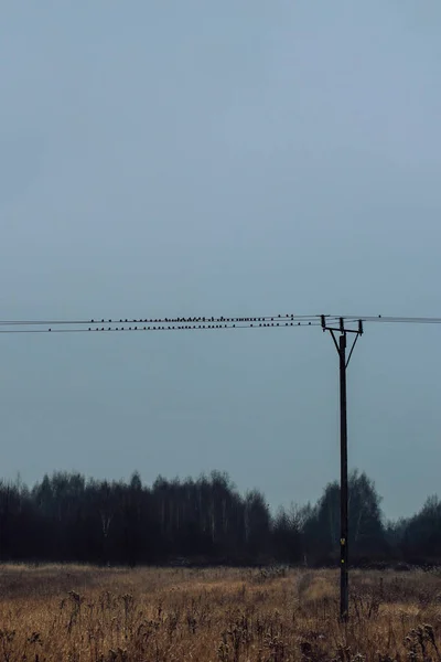 Flock Small Birds Great Tits Rests Wire Power Line Meadow — Zdjęcie stockowe