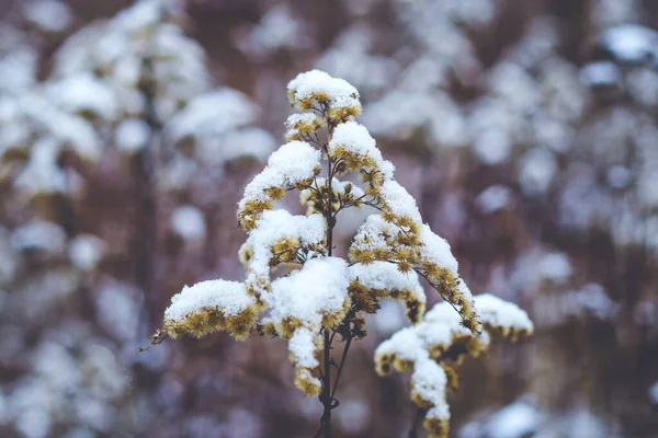 겨울철 목초지에 눈으로 Dry Canada Goldenrod — 스톡 사진