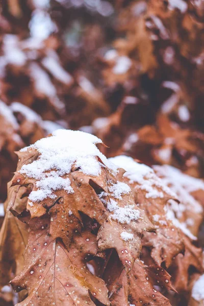 Marrón Cubierto Nieve Hojas Roble Escarlata Invierno —  Fotos de Stock