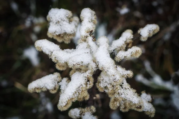 겨울철 목초지에 눈으로 Dry Canada Goldenrod — 스톡 사진