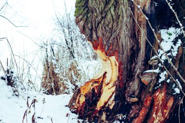 Ağaç gövdesi kışın kunduz tarafından yenir.
