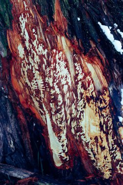 Ağaç gövdesi kışın kunduz tarafından yenir.