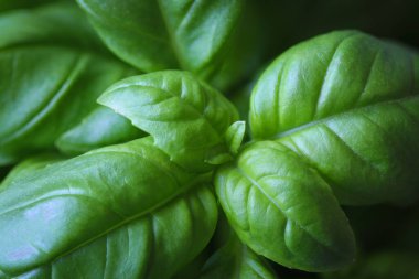 Taze yeşil fesleğen yapraklarına yakın çekim