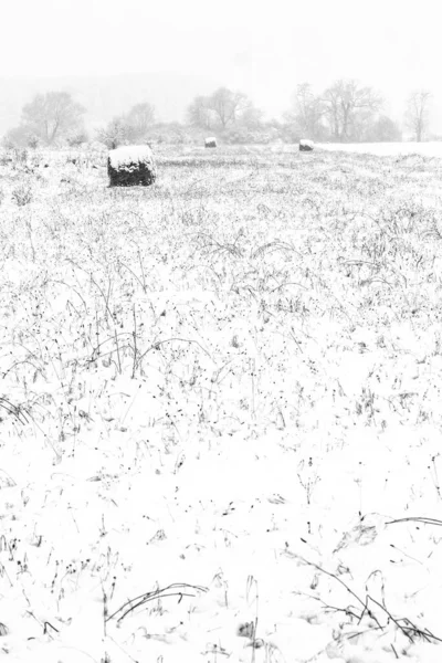 Rollos Pacas Heno Pudriéndose Campo Cubierto Nieve Invierno —  Fotos de Stock