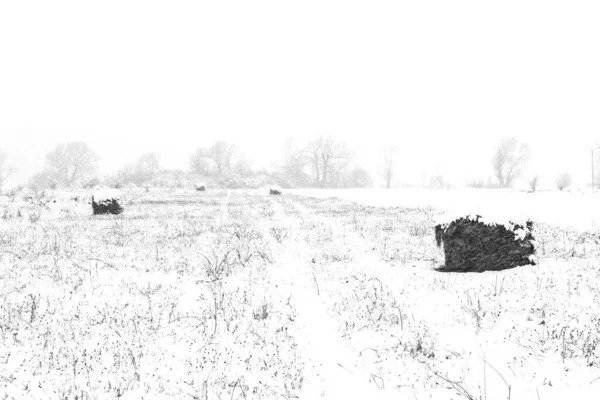 Télen Hótakaróval Borított Mezőn Rothadó Szénakekszek — Stock Fotó