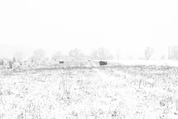 Bale Rolls Hay Rotting Field Covered Snow Winter — Stock Photo, Image