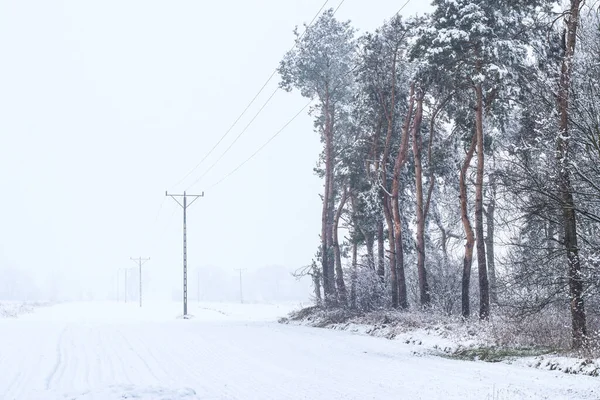 Árboles Cubiertos Nieve Invierno Durante Las Nevadas —  Fotos de Stock