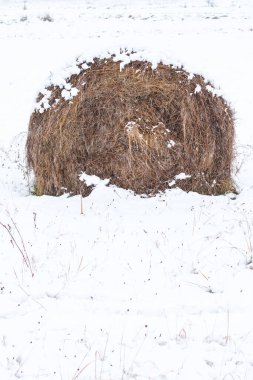 Kışın karla kaplı tarlada çürüyen saman tomarları.