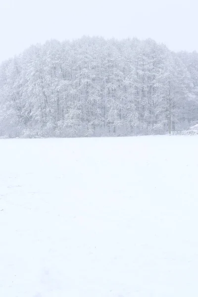 Trees Covered Snow Winter Snowfall — Stock Photo, Image