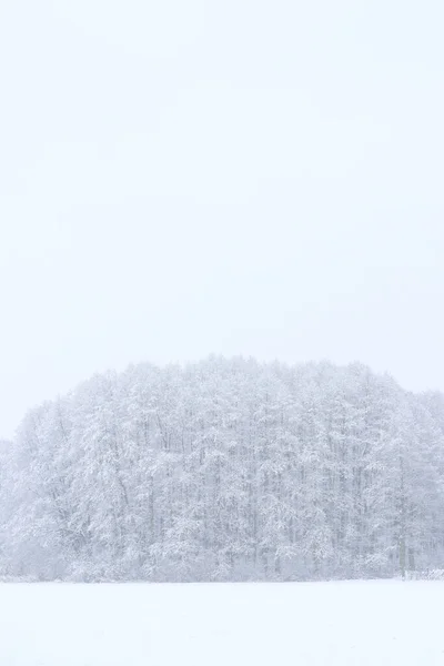 在冬天下雪时被雪覆盖的树 — 图库照片