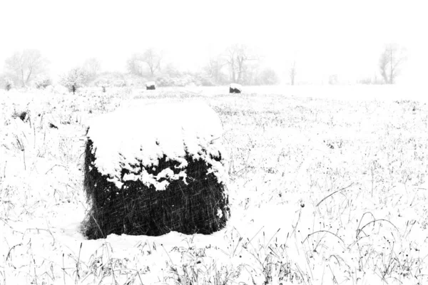 Heuballen Verrotten Winter Auf Schneebedecktem Feld — Stockfoto