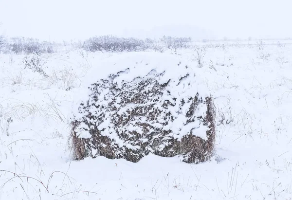 Bale Rolls Hay Rotting Field Covered Snow Winter — Stock Photo, Image