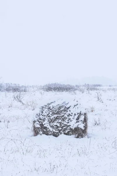 Rolos Fardos Feno Apodrecendo Campo Coberto Neve Inverno — Fotografia de Stock