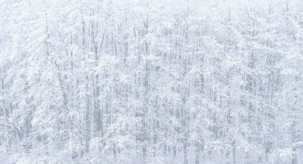 Trees Covered Snow Winter Snowfall — Stock Photo, Image