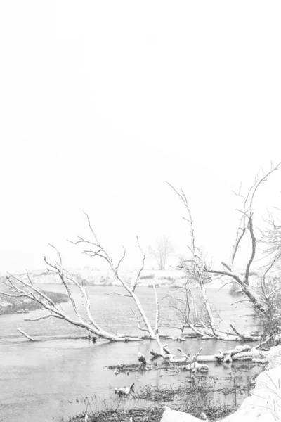 Dead Tree Lying River Winter Covered Snow — Stock Photo, Image