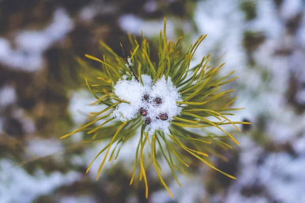 소나무가 겨울에 눈덮인 위에서 자라는 보이는 — 스톡 사진