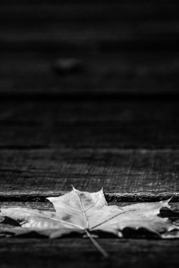 Koyu ahşap zemin üzerinde tek bir akçaağaç yaprağı ve bir sürü kopya alanı