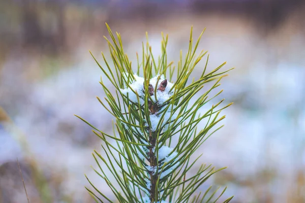 冬季长满了雪的草地上的松树 侧面看 — 图库照片