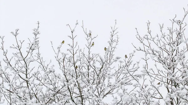 Great Tits Birds Perched Tree Covered Snow Winter — Stock fotografie