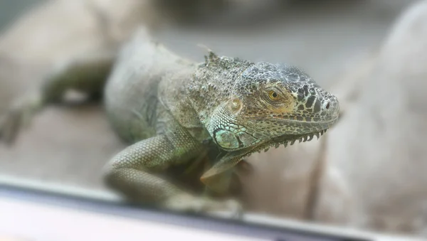 Teraryumdaki yeşil iguana