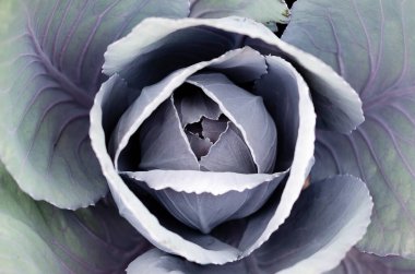 Bahçede kırmızı lahana yetiştirmek. Üst görünüm. 