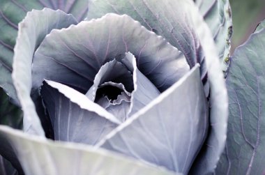 Bahçede kırmızı lahana yetişiyor..