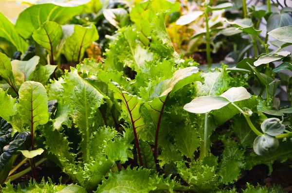 Sebze bahçesinde sebzeler yetişiyor.. 