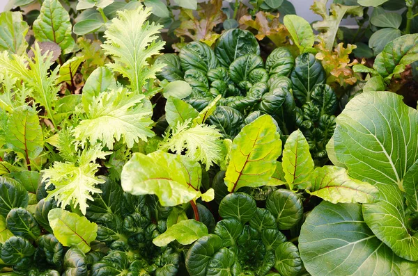 菜園で育つ野菜 — ストック写真