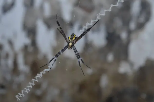 close view of bug in the forest